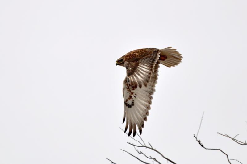 Adult Ferruginous Hawk photo by James Green