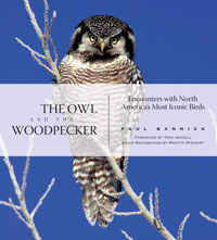 owl-woodpecker