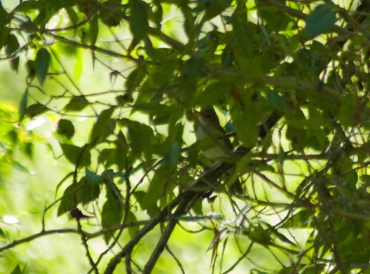 Orange-billed Nightingale Thrush