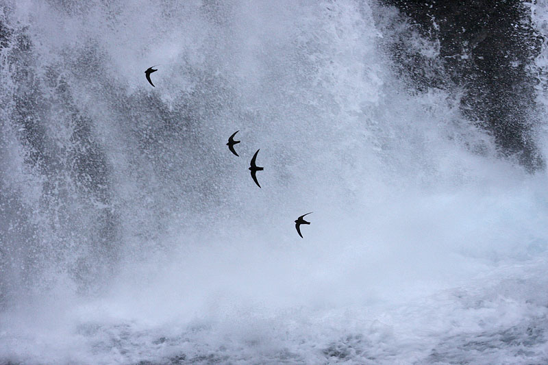 Black Swifts build nests near or behind waterfalls. Photo courtesy of Glen Tepke