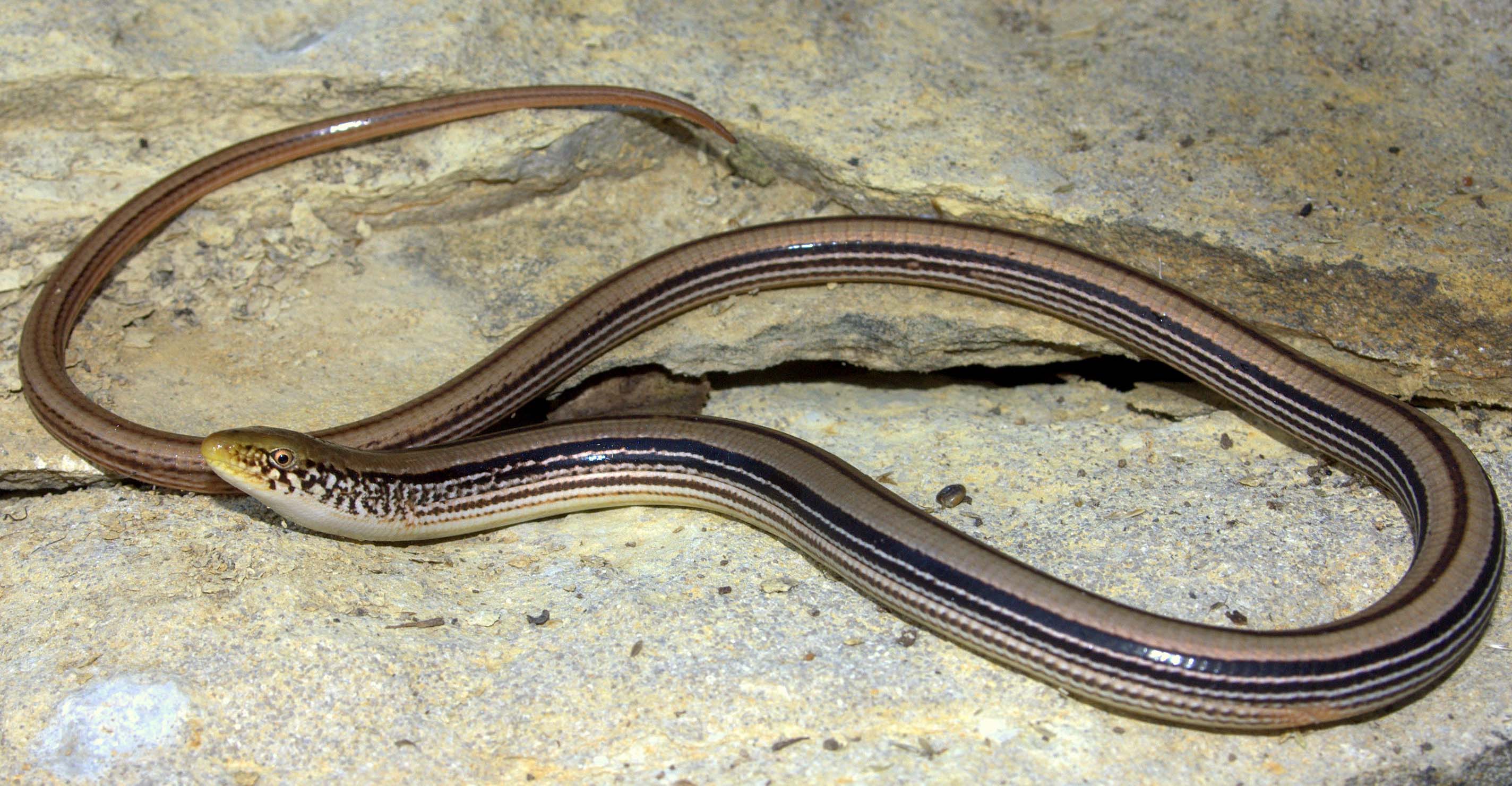 Eastern Glass Lizard Care Eastern Glass Lizard Care