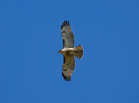 Hawk Watch
