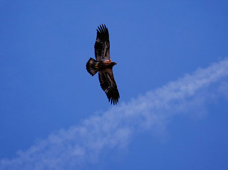 Hawk Watch