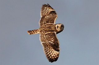 Short-eared Owls are locally common in winter in Chihuahuan Grasslands (photo Bill Schmoker)