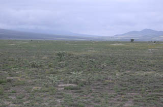 Mexican Prairie Dog colonies in southern Coahuila provide habitat seasonally for Mountain Plovers, Upland Sandpipers, and the critically endangered Worthen’s Sparrow (Photo Arvind Panjabi)