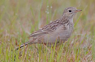 Sprague’s Pipits have declined by more than 80% globally since 1966 (Photo Bill Schmoker)