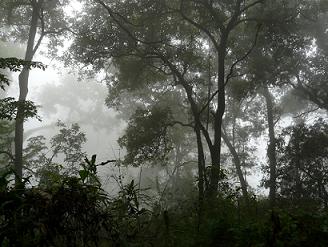 Cloud Forest Jalisco