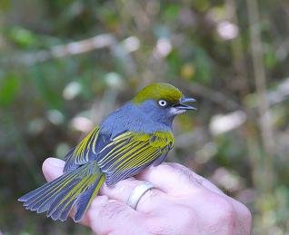 A banded Slaty Vireo is recaptured at the Las Joyas banding station