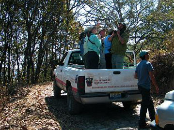 Birding from a pick-up truck