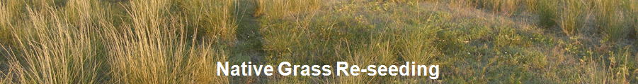 Native Grass Re-seeding